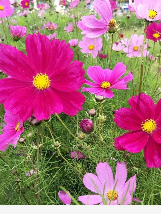 人為什麼都喜歡養花？-我在雨中沉思的回答