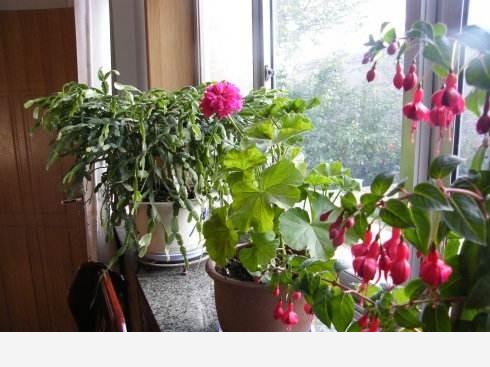 養花用什麼肥料好？-花草管家妖妖琳的回答