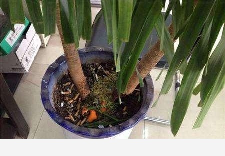 養花用什麼肥料好？-花草管家妖妖琳的回答