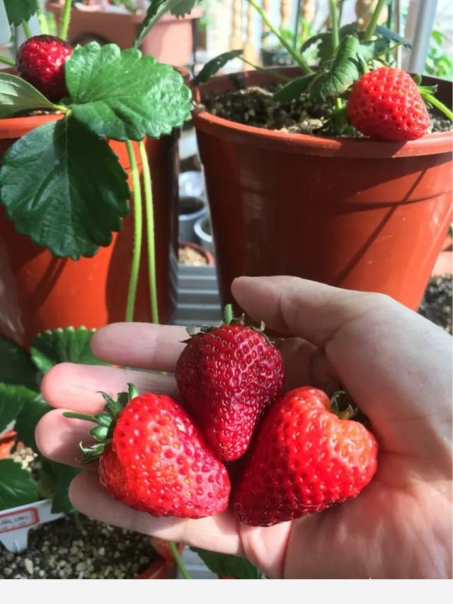 養花用什麼肥料好？-平民姐的回答