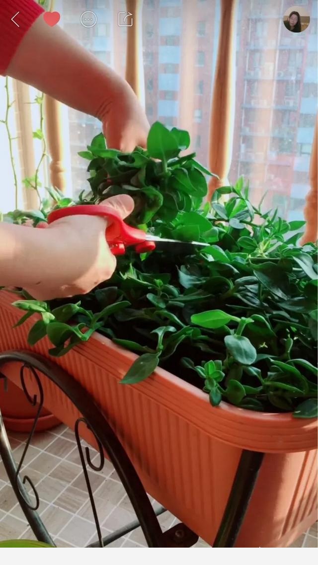 養花用什麼肥料好？-平民姐的回答