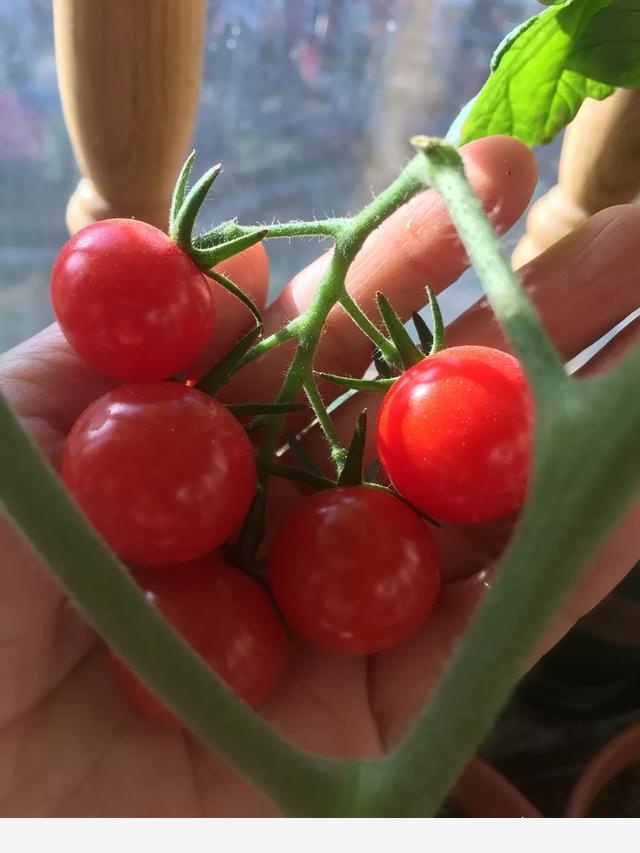 養花用什麼肥料好？-平民姐的回答