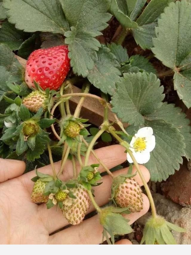 養花用什麼肥料好？-種在陽臺上的回答