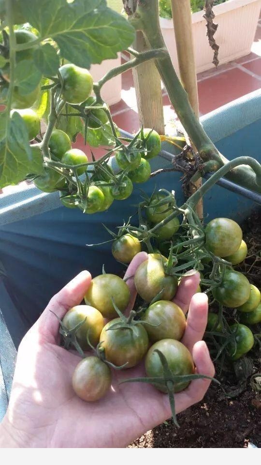 養花用什麼肥料好？-種在陽臺上的回答