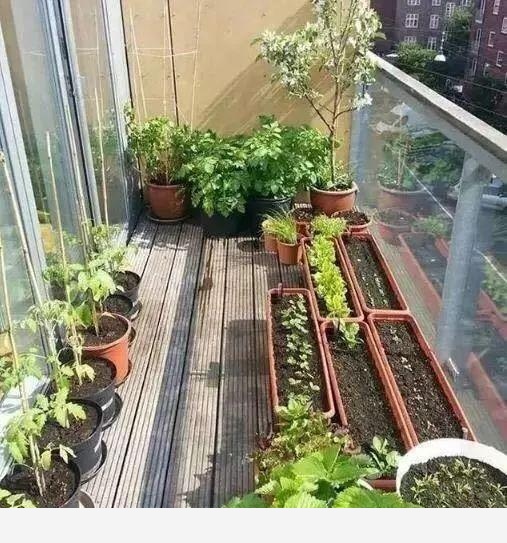 養花用什麼肥料好？-種在陽臺上的回答