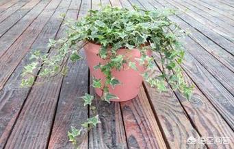 屋裡沒有陽光怎麼養花？-養花大全的回答