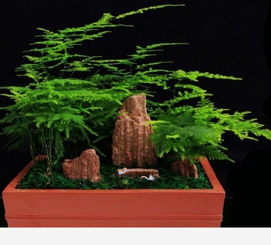 養花需要散光，散光是什麼意思？花放在什麼地方算散光？-喧城靜屋園藝館的回答