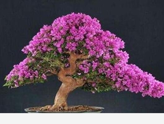 養花需要散光，散光是什麼意思？花放在什麼地方算散光？-喧城靜屋園藝館的回答