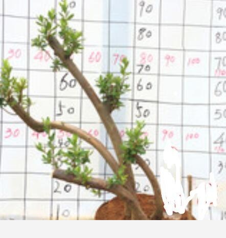 養花需要散光，散光是什麼意思？花放在什麼地方算散光？-喧城靜屋園藝館的回答