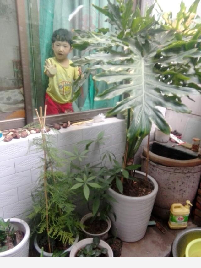 如何在房內種大量的花草綠植？-狼的婆姨的回答