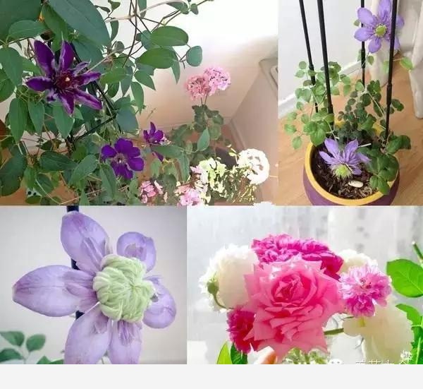 如何在房內種大量的花草綠植？-養花大全的回答