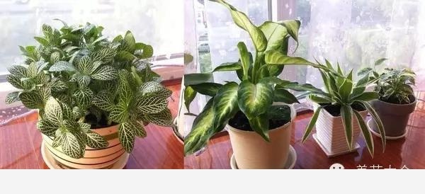 如何在房內種大量的花草綠植？-養花大全的回答