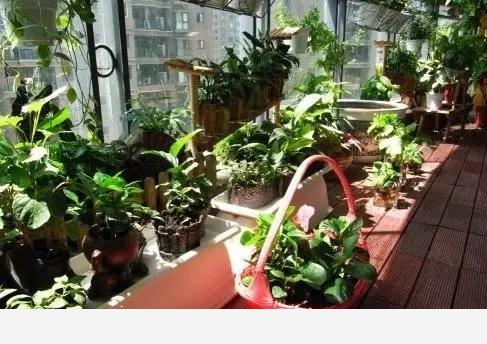 如何在房內種大量的花草綠植？-養花大全的回答