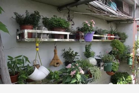 如何在房內種大量的花草綠植？-養花大全的回答