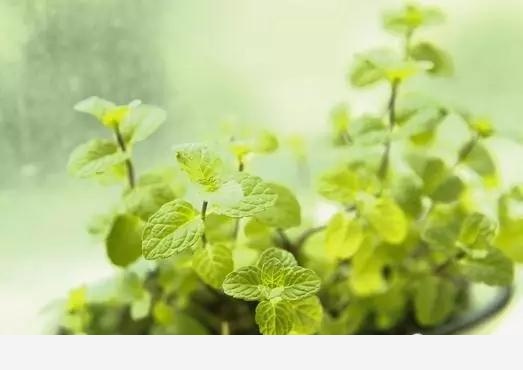 如何在房內種大量的花草綠植？-養花大全的回答