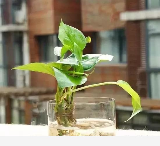 如何在房內種大量的花草綠植？-養花大全的回答