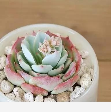 如何在房內種大量的花草綠植？-養花大全的回答