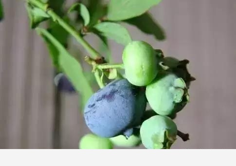 如何在房內種大量的花草綠植？-養花大全的回答