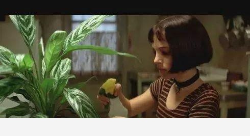 如何在房內種大量的花草綠植？-一兜糖家居APP的回答