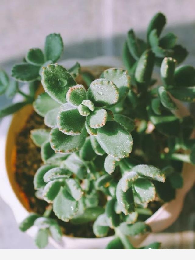 如何在房內種大量的花草綠植？-一兜糖家居APP的回答