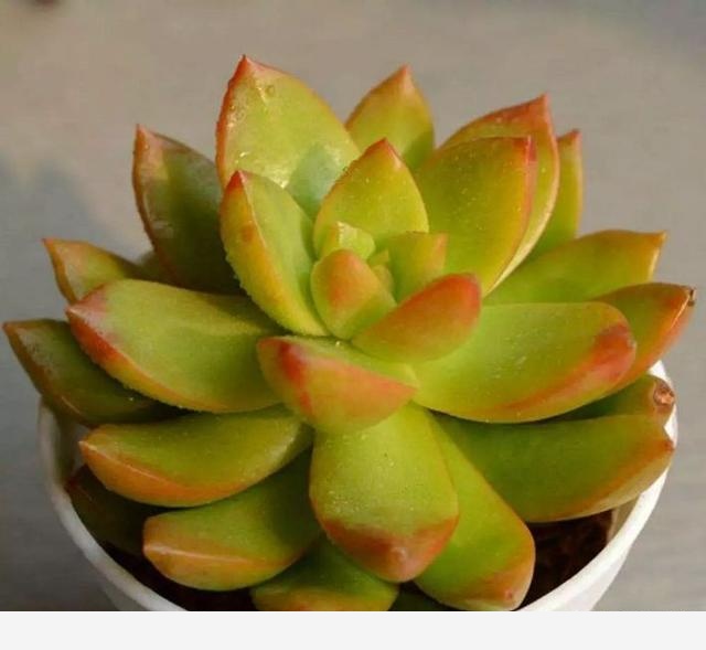 如何在房內種大量的花草綠植？-一兜糖家居APP的回答