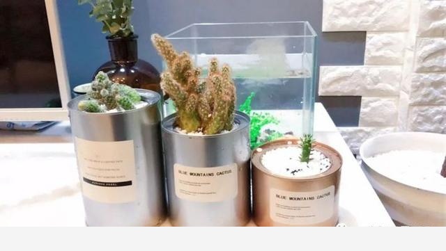 如何在房內種大量的花草綠植？-一兜糖家居APP的回答