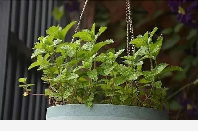 如何在房內種大量的花草綠植？-一兜糖家居APP的回答