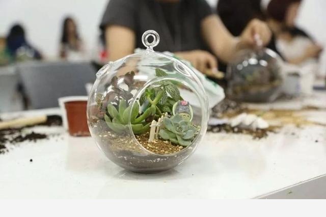 如何在房內種大量的花草綠植？-一兜糖家居APP的回答