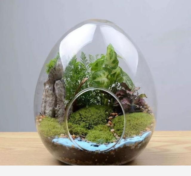 如何在房內種大量的花草綠植？-一兜糖家居APP的回答