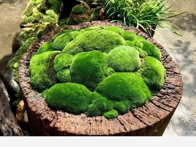 如何在房內種大量的花草綠植？-一兜糖家居APP的回答