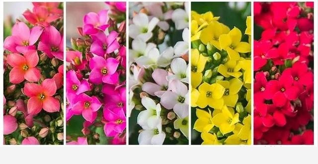 如何在房內種大量的花草綠植？-一兜糖家居APP的回答