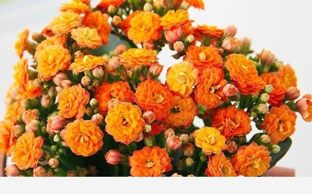 如何在房內種大量的花草綠植？-一兜糖家居APP的回答