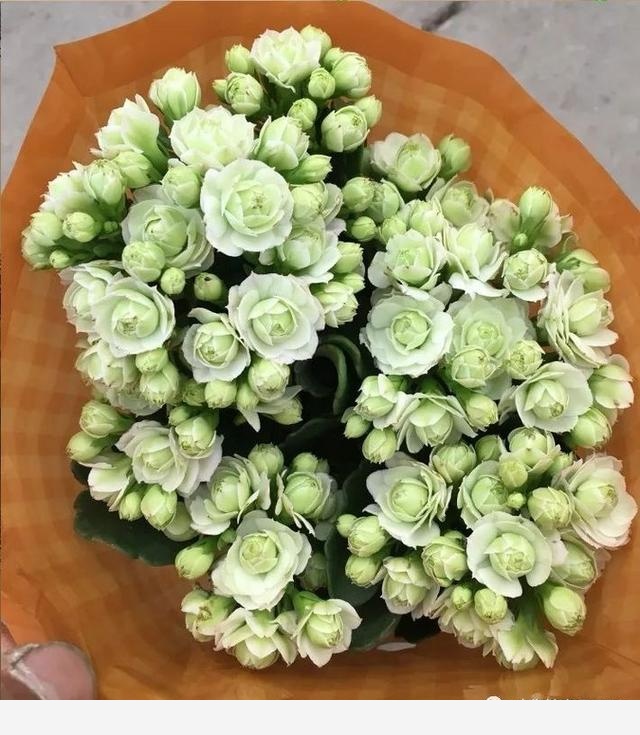 如何在房內種大量的花草綠植？-一兜糖家居APP的回答
