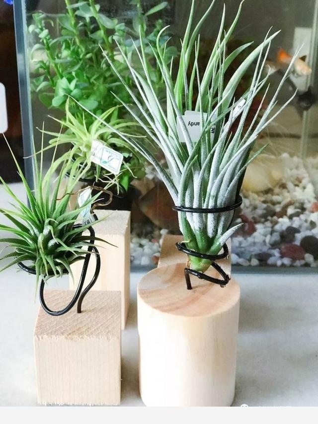 如何在房內種大量的花草綠植？-一兜糖家居APP的回答