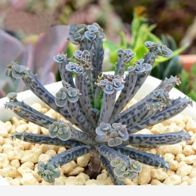 如何在房內種大量的花草綠植？-一兜糖家居APP的回答