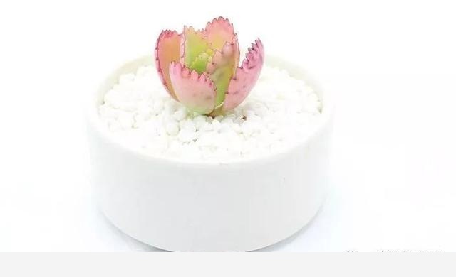 如何在房內種大量的花草綠植？-一兜糖家居APP的回答