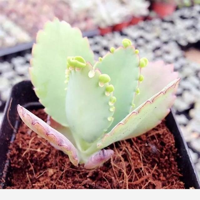 如何在房內種大量的花草綠植？-一兜糖家居APP的回答