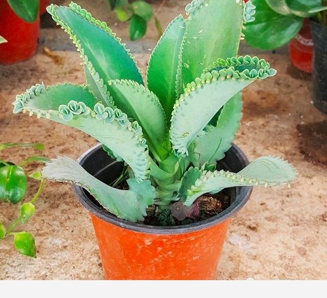 如何在房內種大量的花草綠植？-一兜糖家居APP的回答