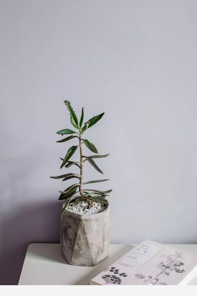 如何在房內種大量的花草綠植？-一兜糖家居APP的回答
