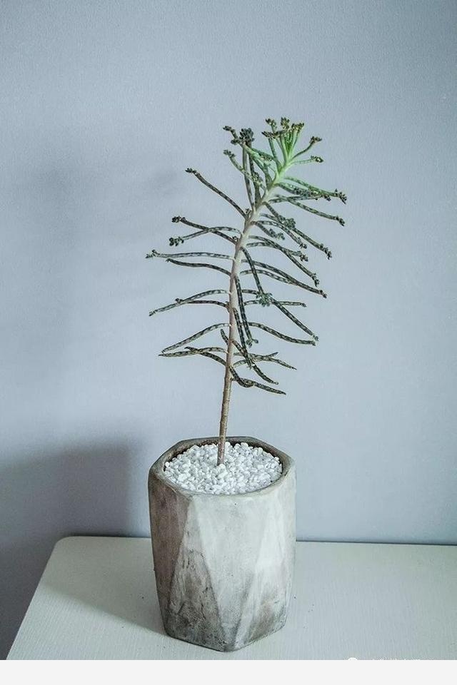 如何在房內種大量的花草綠植？-一兜糖家居APP的回答