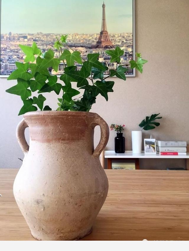 如何在房內種大量的花草綠植？-一兜糖家居APP的回答