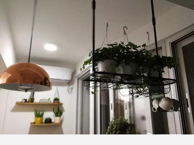 如何在房內種大量的花草綠植？-一兜糖家居APP的回答