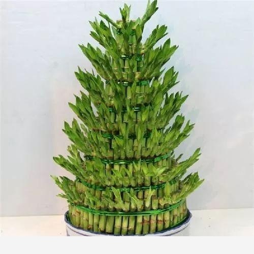 如何在房內種大量的花草綠植？-一兜糖家居APP的回答