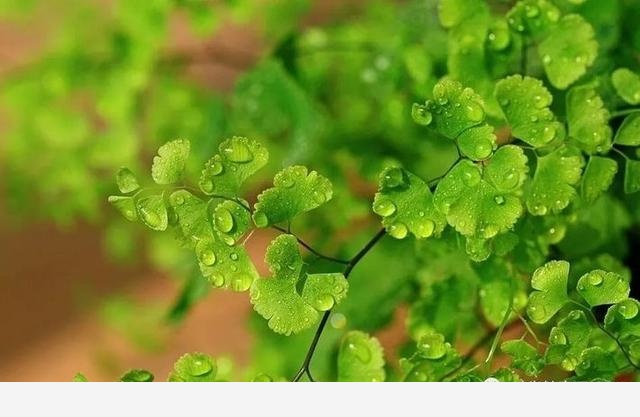 如何在房內種大量的花草綠植？-一兜糖家居APP的回答
