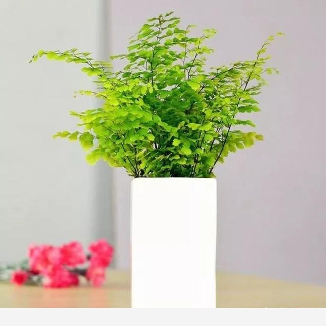如何在房內種大量的花草綠植？-一兜糖家居APP的回答