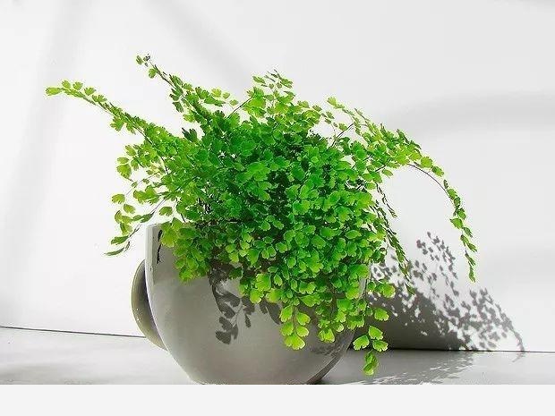 如何在房內種大量的花草綠植？-一兜糖家居APP的回答