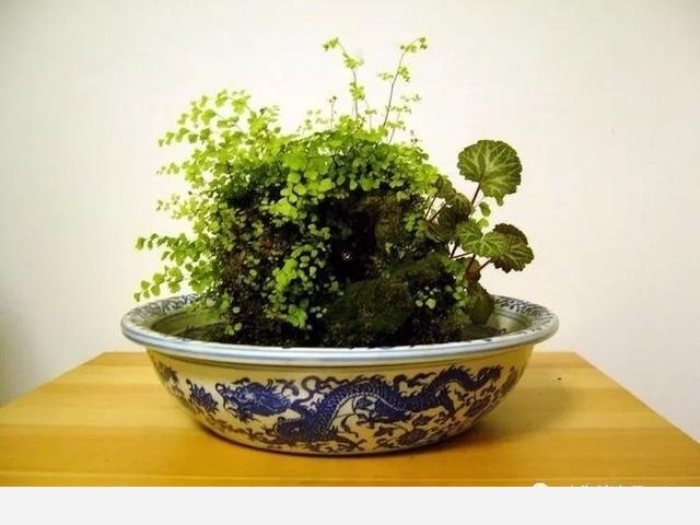 如何在房內種大量的花草綠植？-一兜糖家居APP的回答