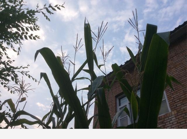 如何在房內種大量的花草綠植？-王家植物園的回答