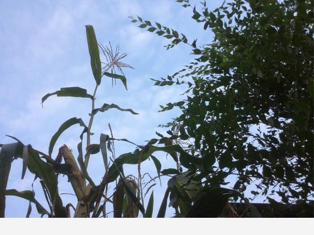 如何在房內種大量的花草綠植？-王家植物園的回答