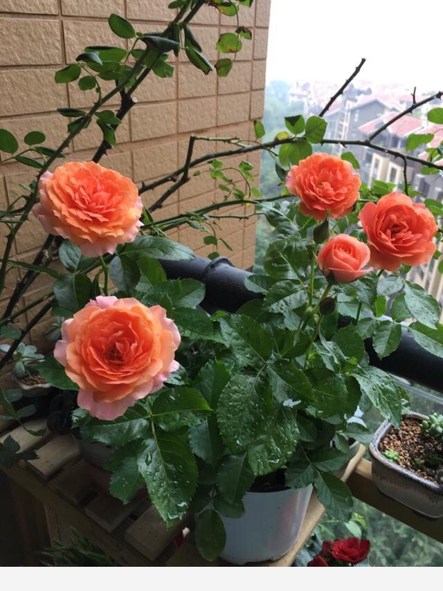 如何在房內種大量的花草綠植？-6738262497896的回答
